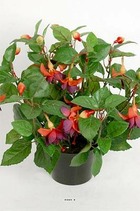 Fuchsias fleuries artificielles en pot, h 30 cm pourpre-fuschia - couleur: pourp