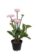 Bellis perennis, paquerettes artificielles en pot h 30 cm rose pâle - couleur: r