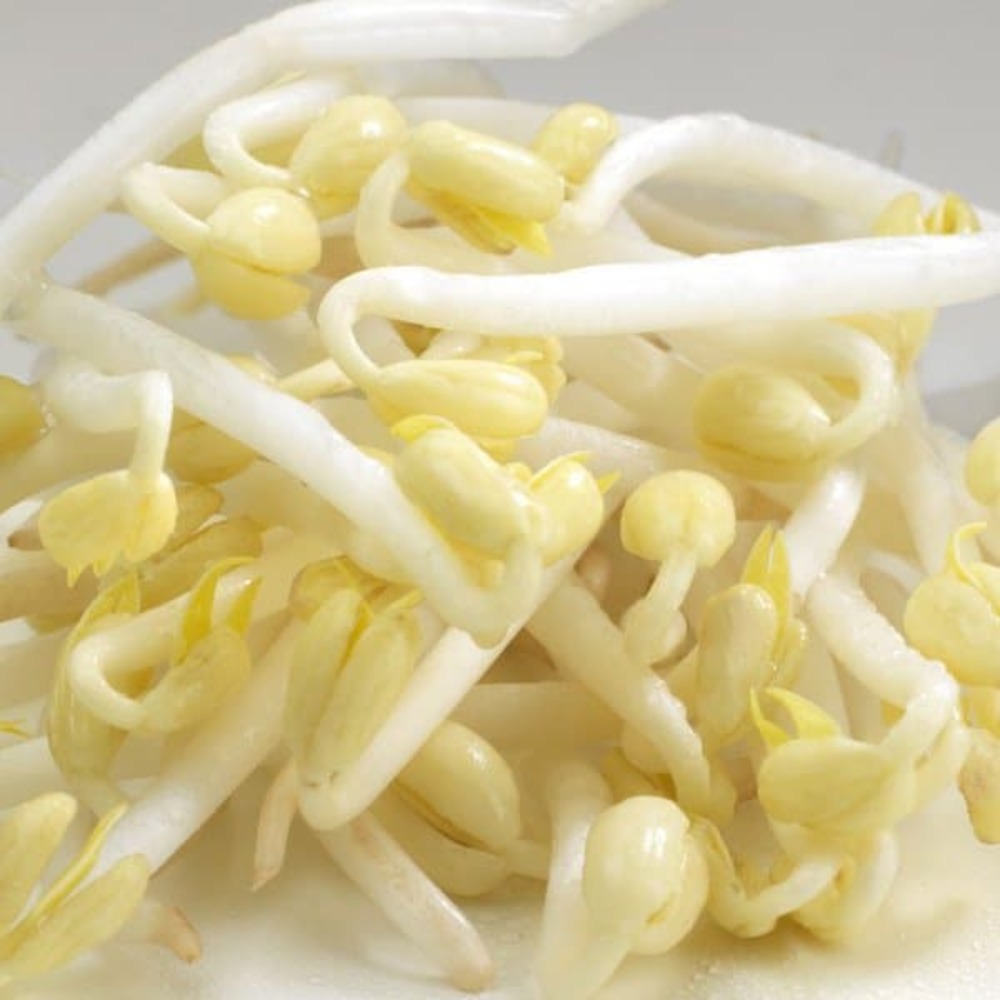 Graines à germer- haricot mungo bio