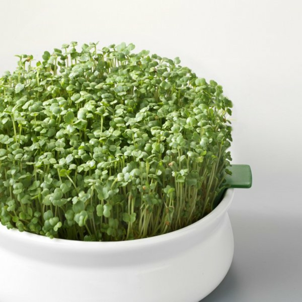 Graines à germer- roquette bio