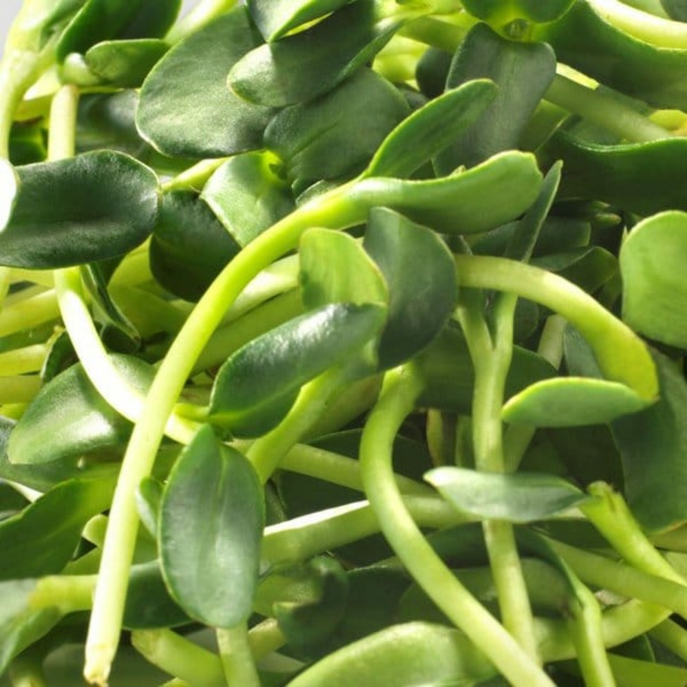 Graines à germer- tournesol bio