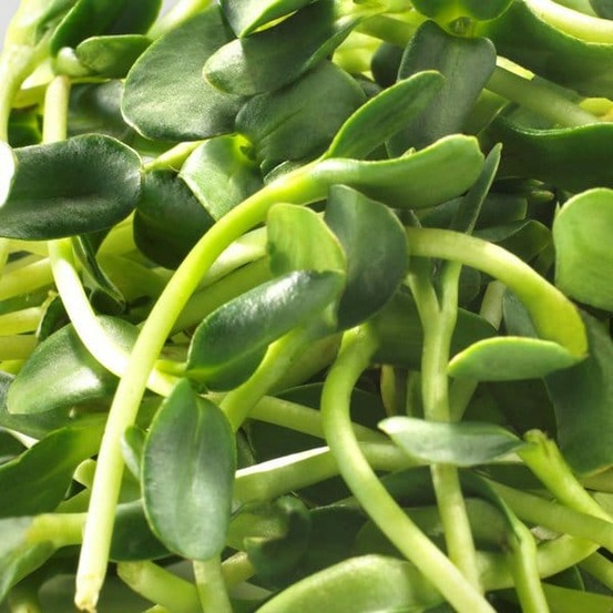 Graines à germer- tournesol bio