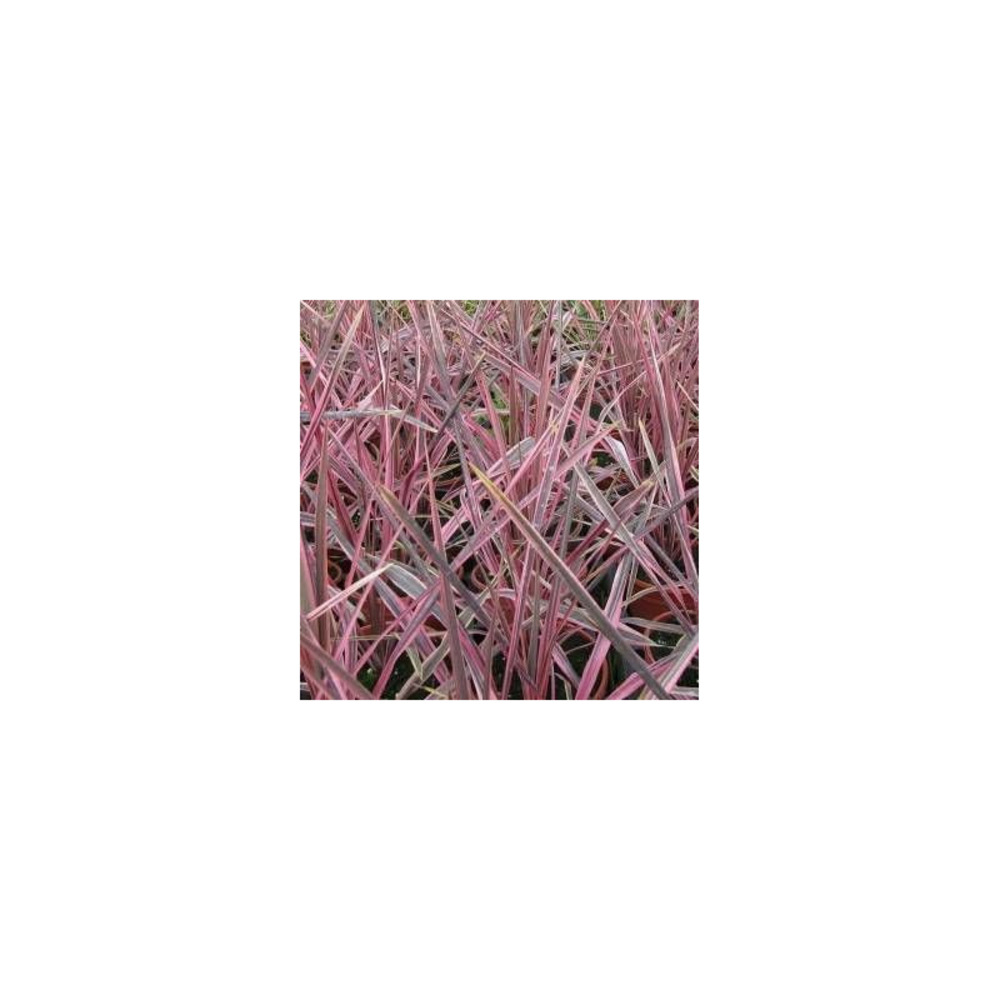 Cordyline de banks electrik pink® 'sprilecpink' pot de 4l - 40/60 cm