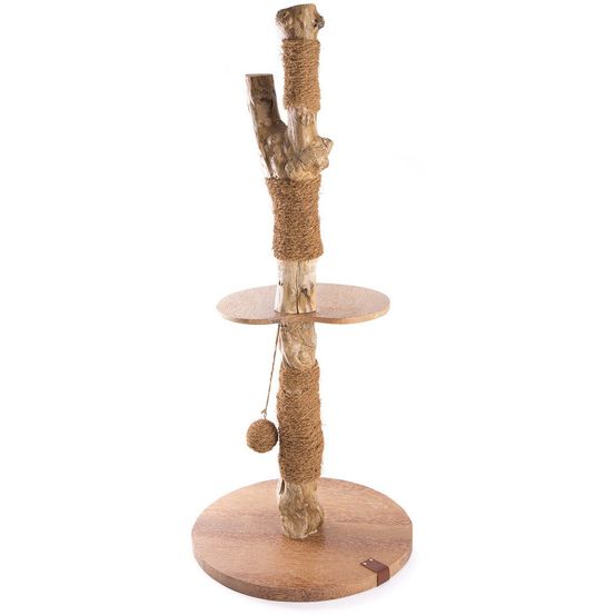 Arbre à chat caféier