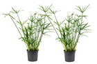 Set de 2 cyperus alternifolius - plantes d'ombrelle - espèces de graminées - pot 14cm - hauteur 40-50cm - plantes d'intérieur
