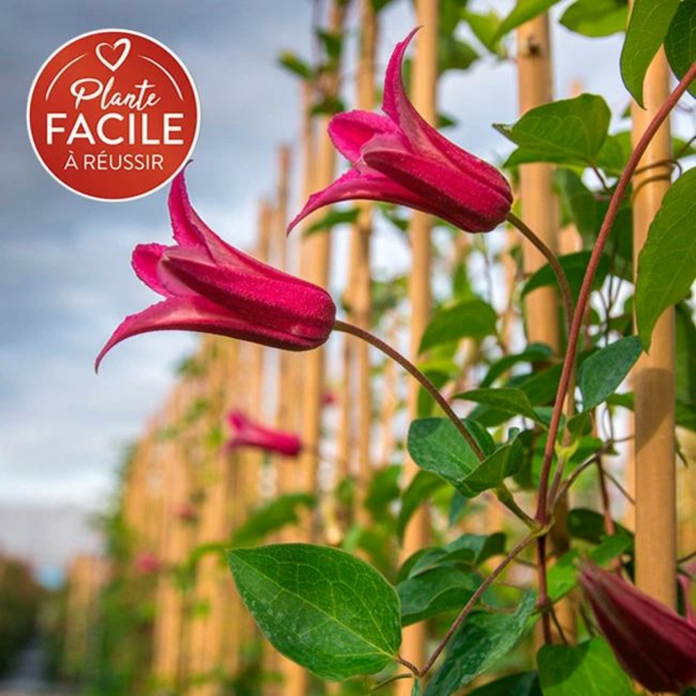 Clématite 'princess diana' - clematis texensis 3l - 60/90cm