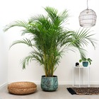 Plante d'intérieur - areca palm xxl 140cm