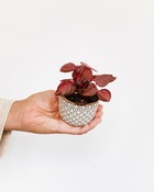 Plante d'intérieur - mini irésine rouge 8cm