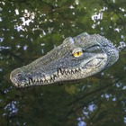 Tête de crocodile flottante