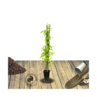 Jasmin blanc printemps/jasminum polyanthum[-]pot de 3l - echelle bambou 60/120 cm
