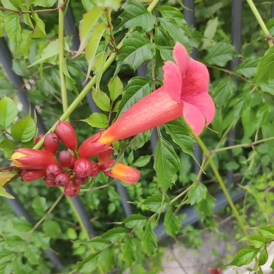 Bignone de virginie - campsis radicans 3l - 60/90cm