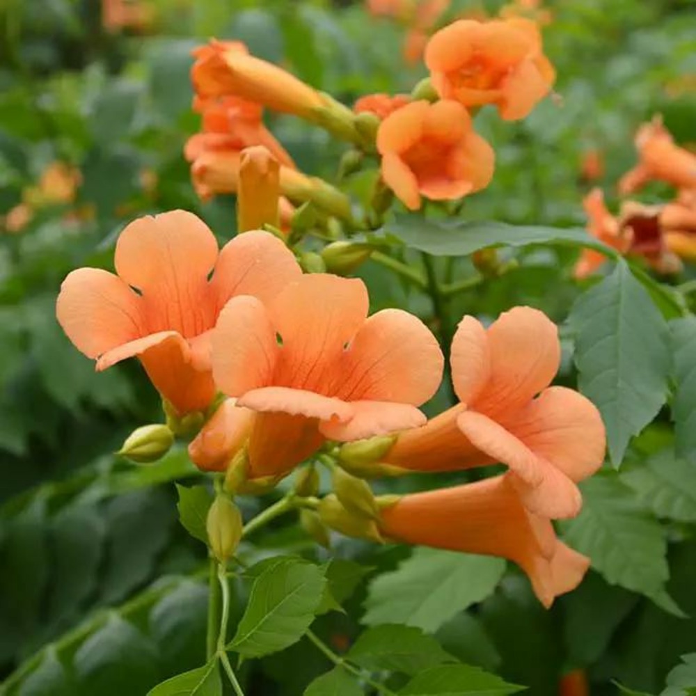 Bignone 'indian summer® 'kudian' - campsis tagliabuana 3l - 60/90cm