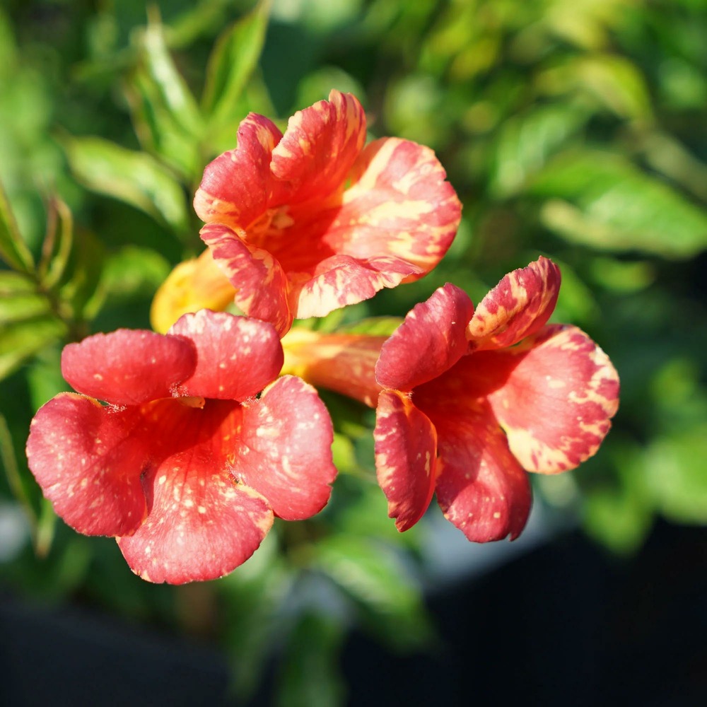 Bignone 'orangeade®' ('tracamp') - campsis tagliabuana 3l - 60/90cm