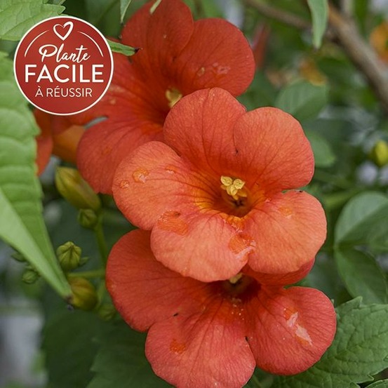 Bignone 'mme galen' - campsis x tagliabuana 3l - 60/90cm