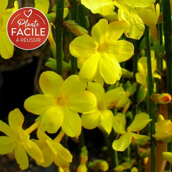 Jasmin d'hiver - jasminum nudiflorum 3l - 60/90cm