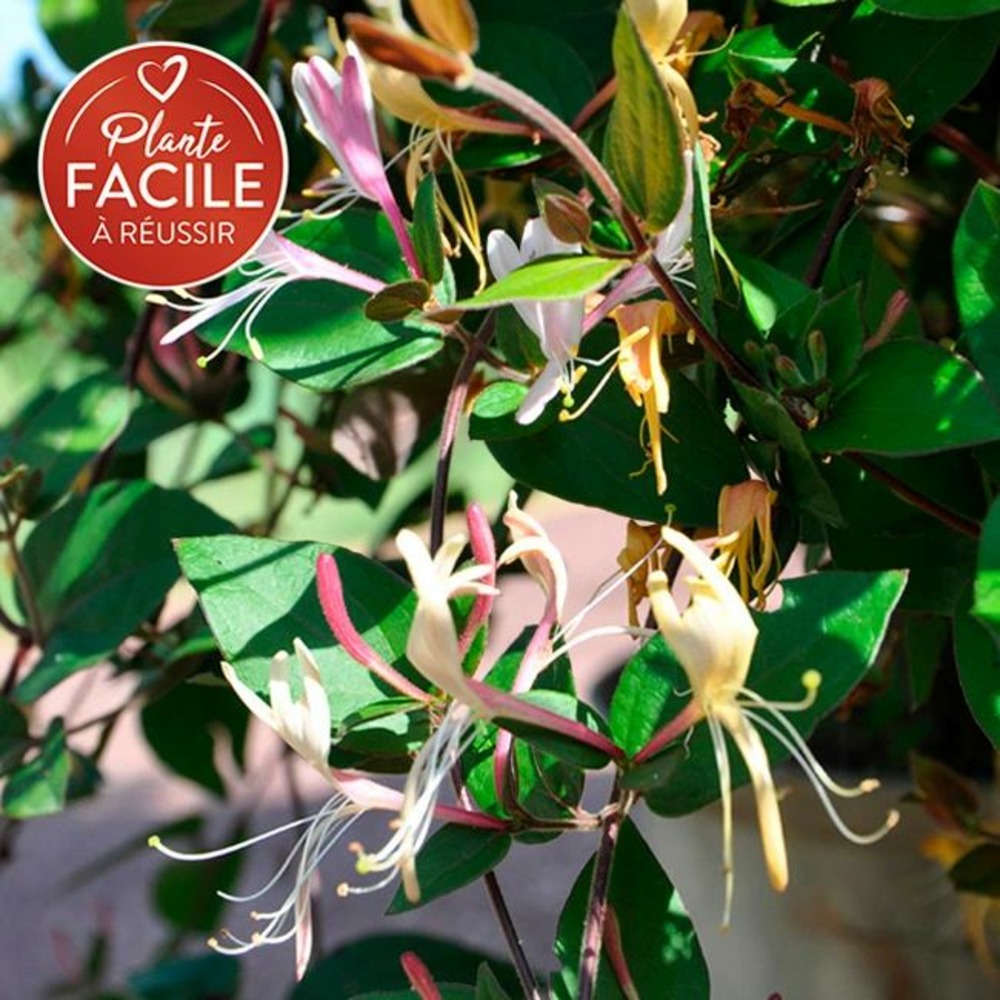 Chèvrefeuille du japon chinensis - lonicera chinensis 1,5l - 40/60cm