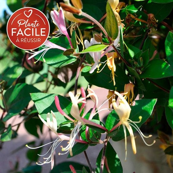 Chèvrefeuille du japon chinensis - lonicera chinensis 1,5l - 40/60cm