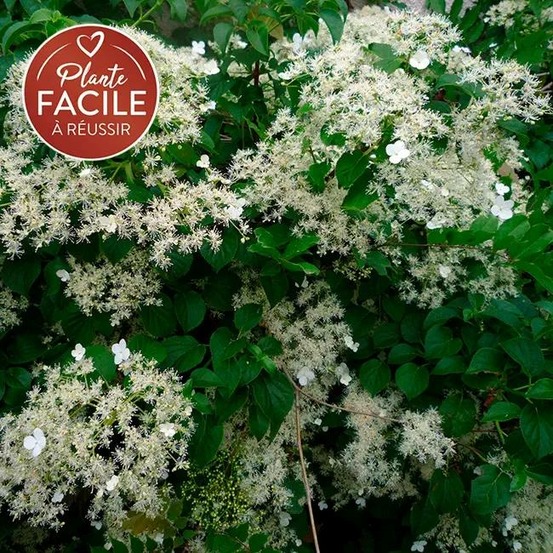 Hortensia grimpant 'petiolaris' - hydrangea anomala 3l - 60/90cm