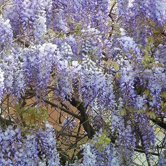 Glycine de chine bleue - wisteria sinensis 3l - 60/90cm