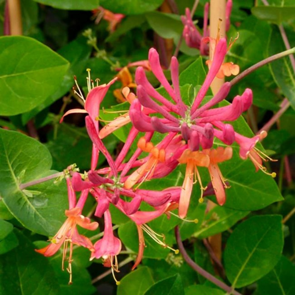 Chèvrefeuille 'goldflame' - lonicera heckrottii 1,5l - 40/60cm
