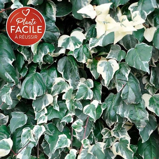 Lierre des canaries 'gloire de marengo' - hedera canariensis 3l - 60/90cm