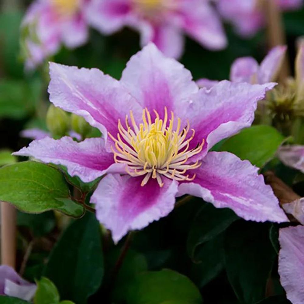 Clématite 'piilu' - clematis 1,5l - 40/60cm
