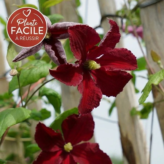 Clématite burning love 'vitiwester' - clematis viticella 3l - 60/90cm