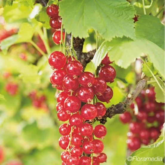 Groseillier à grappes 'london market' - ribes rubrum 1,5l - 40/60cm