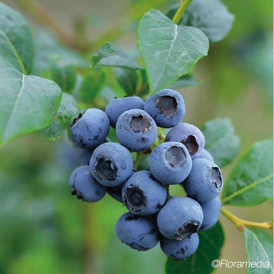 Myrtille arbustive 'blue crop' - vaccinium corymbosum 1,5l - 40/60cm