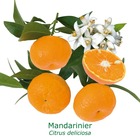 Mandarinier | citrus deliciosa tailles:pot rond de 5 litres, hauteur 60/80 cm