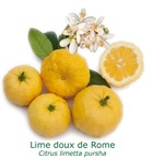 Lime douce de rome | pursha tailles:pot carré de 5 litres, hauteur 40/60 cm