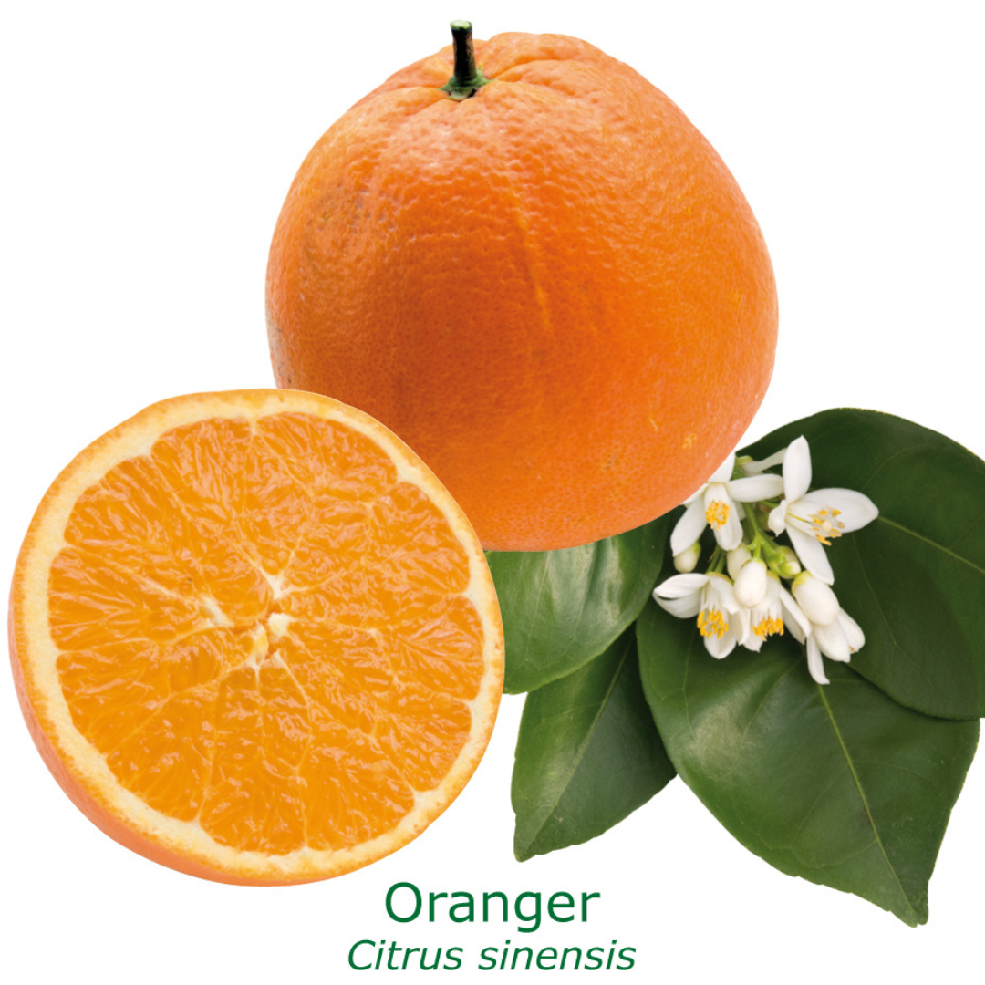Oranger tailles:pot de 9 litres, hauteur 80/100 cm