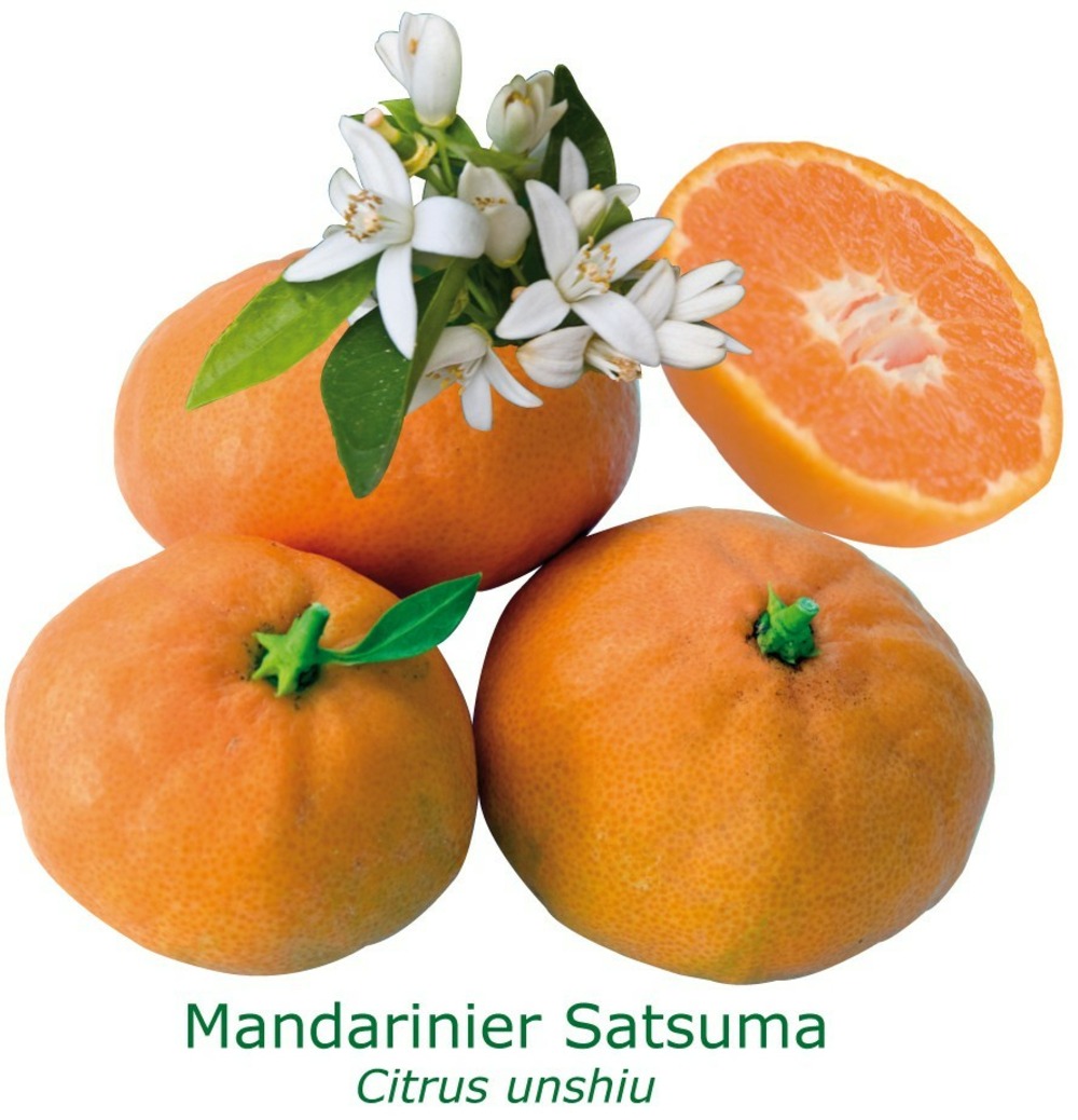Mandarinier satsuma 