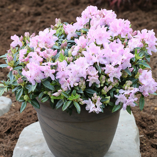 Rhododendron keleticum robert seleger - rhododendron nain pot de 2l/3l