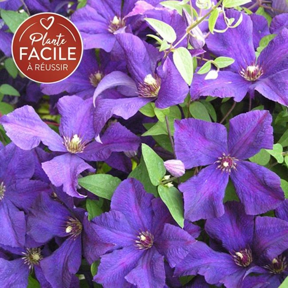 Clématite 'jackmanii' - clematis 3l - 60/90cm