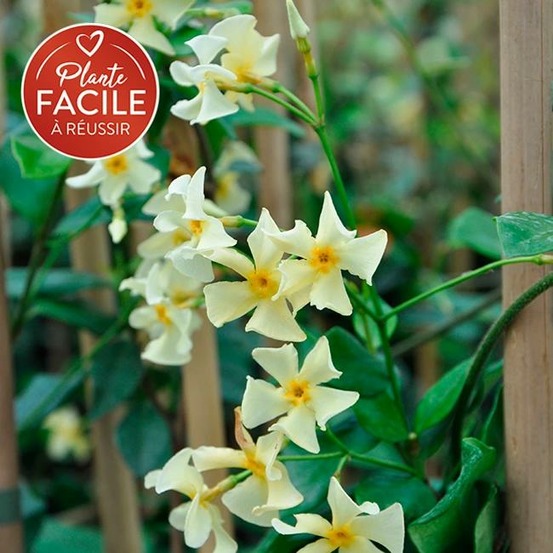 Jasmin étoilé jaune - trachelospermum asiaticum 3l - 60/90cm