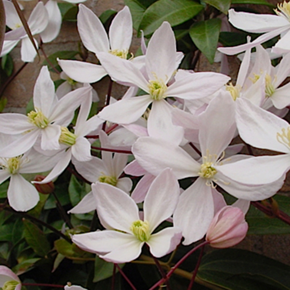 Clématite de père armand - clematis armandii 'apple blossom' - 60-80 cm pot