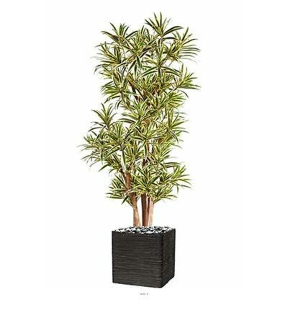 Dracaena reflexa artificiel Panache H 180 cm