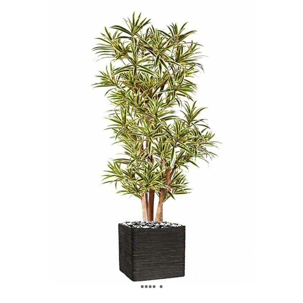 Dracaena reflexa artificiel panache h 150 cm 1269 feuilles en pot - dimhaut: h 1