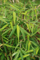 Bambou non traçant angustissima - 5l