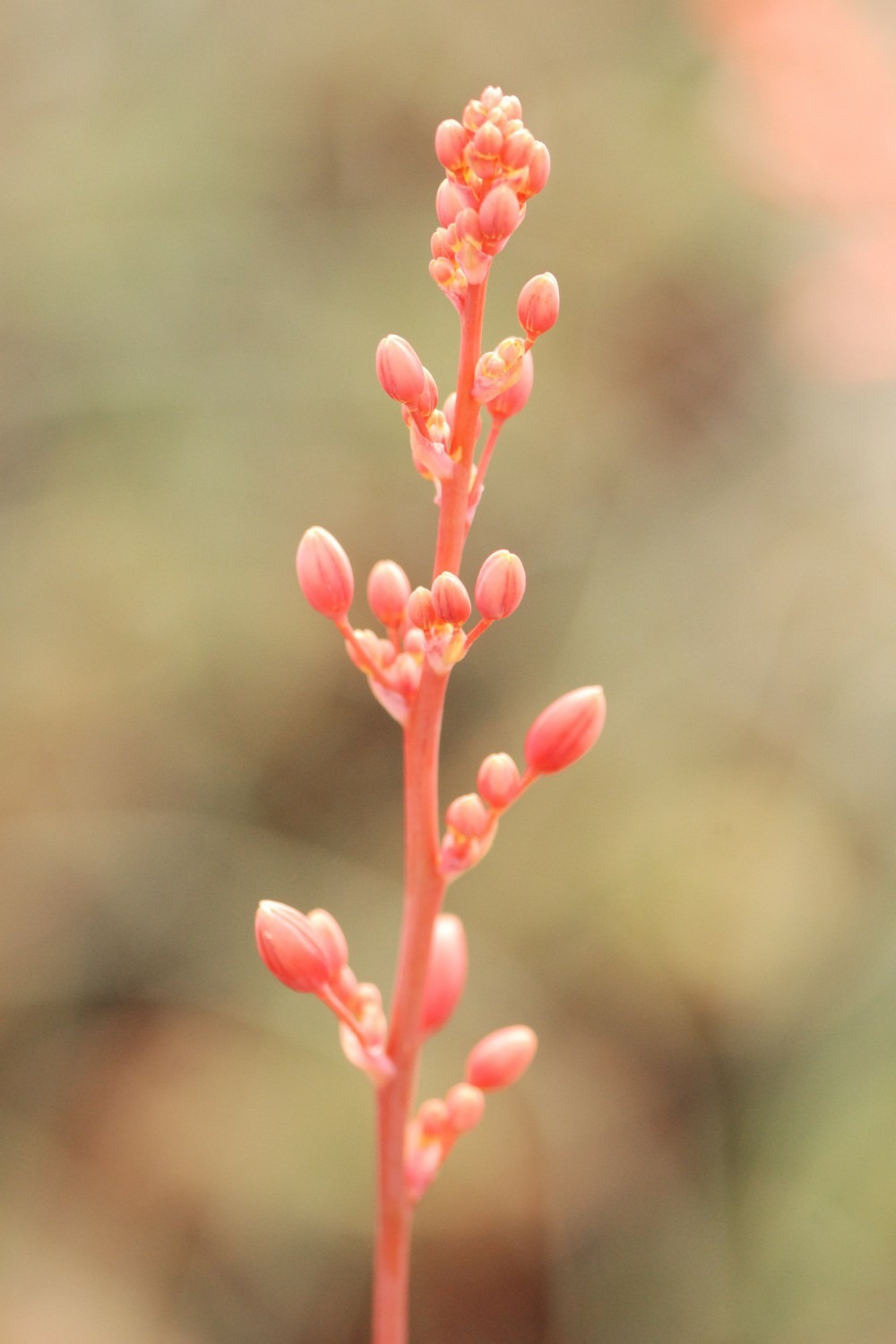 Hesperaloe parviflora - 3l