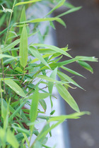 Bambou non traçant nitida gansu - 5l
