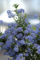 Lilas de californie 'puget blue' - 1l