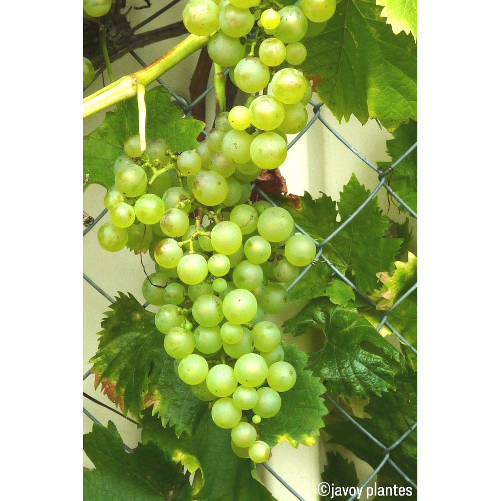 Vigne Chasselas Doré - Plant De Vigne à Raisins Blancs Juteux | Productif Et Vigoureux | C3L