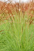 Miscanthus 'cute one' - 3l
