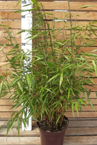 Bambou non traçant 'asian wonder' - en pot de 5 litres