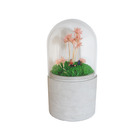 Mini jardin sous cloche en verre fleurs roses h.16cm