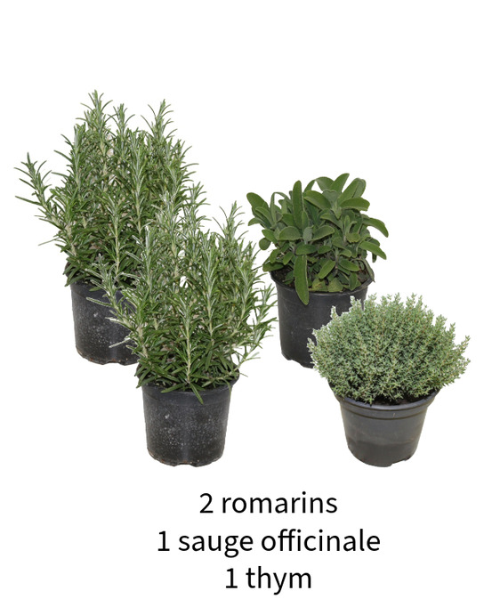 Alliance provençale : 2 romarins, 1 thym et 1 sauge pot 14cm