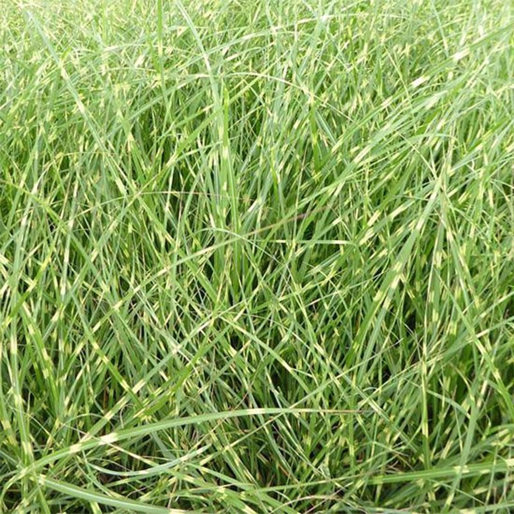 Eulalie, roseau de chine 'strictus dwarf' godet de 8/9 cm