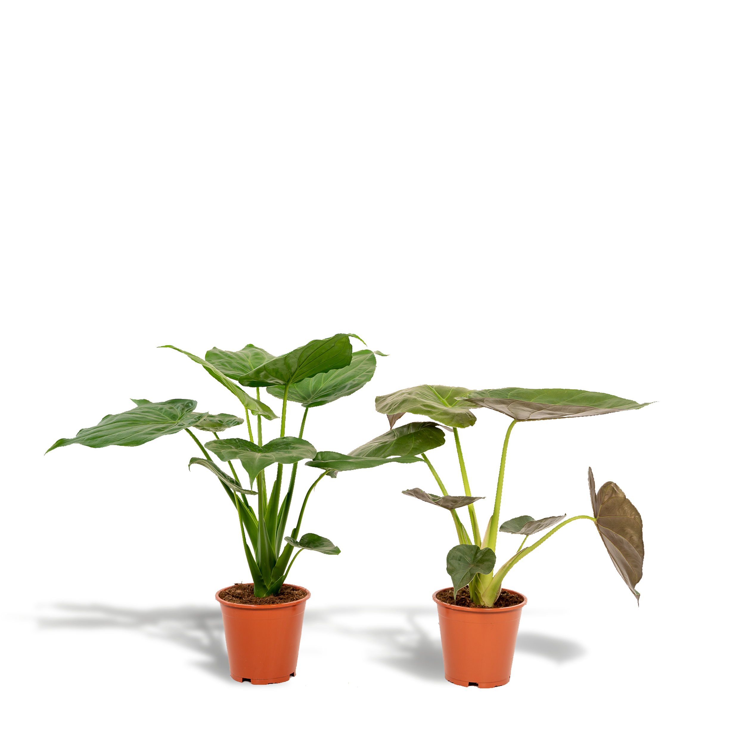 Plante d'intérieur - alocasia cucullata, alocasia wentii alotti - lot de 2 70cm